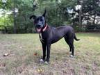 Adopt Dairy Queen 301-24 a Labrador Retriever, Mixed Breed