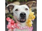 Adopt BLOSSOM a Pit Bull Terrier