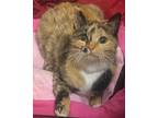 Adopt Foxy a Calico, Domestic Short Hair