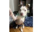 Adopt Sadie a Staffordshire Bull Terrier, Hound