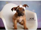 Adopt Jackie a Labrador Retriever