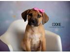 Adopt Cookie a Labrador Retriever