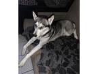 Adopt CANDY a Husky