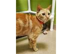 Adopt Bella a Domestic Short Hair