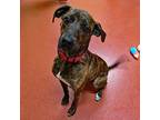 Adopt Tiana a Pointer, Plott Hound