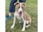 Adopt Lainey 24-04-016 a Pit Bull Terrier