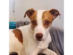 Adopt Sweetheart aka Sweetie a Pointer, Pit Bull Terrier