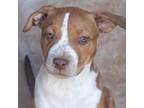 Adopt Lupe a Pit Bull Terrier, Mixed Breed