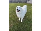 Adopt Suki a Great Pyrenees