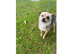 Adopt Fizzy a Yorkshire Terrier, Mixed Breed