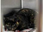 Adopt Zoey a Domestic Short Hair