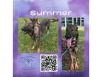 Adopt Summer a German Shepherd Dog