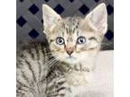 Adopt May a Domestic Short Hair