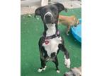 Adopt Ziggy a Whippet, Labrador Retriever