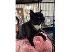 Adopt MILEY a Domestic Short Hair