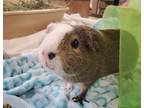 Adopt Star a Guinea Pig