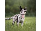 Adopt Pippa a Catahoula Leopard Dog, Mixed Breed