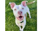 Adopt TAWNIE a Pit Bull Terrier