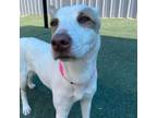Adopt Penelope a Mixed Breed