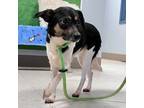 Adopt Evie a Terrier