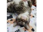 Adopt Tuvalu a Domestic Short Hair