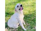 Adopt Sadie the Lab! a Yellow Labrador Retriever, Mixed Breed