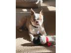 Adopt Robbi Lu a Boston Terrier