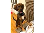 Adopt Meadow a English Springer Spaniel, German Shepherd Dog