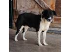 Adopt Bonnie a Border Collie, Mixed Breed