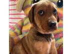 Adopt Ariana a Labrador Retriever, Beagle