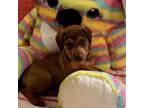 Adopt Taffy a Labrador Retriever, Beagle