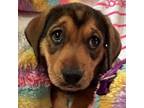 Adopt Kelly a Labrador Retriever, Beagle