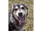 Adopt Willow a Siberian Husky, German Shepherd Dog