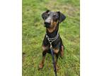 Adopt June a Doberman Pinscher