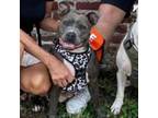 Adopt Kitty a Pit Bull Terrier