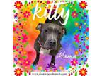 Adopt Kitty a Pit Bull Terrier
