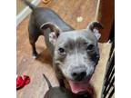 Adopt Kitty a Pit Bull Terrier