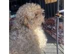 Adopt Petunia - Stray Hold 5/11/25 a Poodle