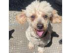 Adopt Petunia - Stray Hold 5/11/25 a Poodle