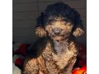 Adopt Crystal a Poodle
