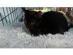 Adopt Barbara Ann a Domestic Short Hair