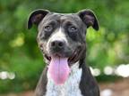 Adopt SAMANA a Pit Bull Terrier