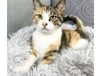 Adopt Rose a Domestic Short Hair