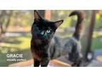 Adopt Gracie a Domestic Medium Hair