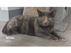 Adopt Nova a Tortoiseshell