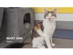 Adopt Mary Ann a Calico