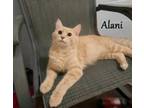 Adopt Alani a Domestic Medium Hair