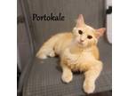 Adopt Portokale a Domestic Medium Hair