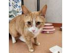 Adopt Creamsicle a Domestic Short Hair