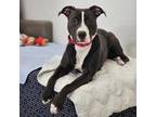 Adopt Puddy a Mixed Breed